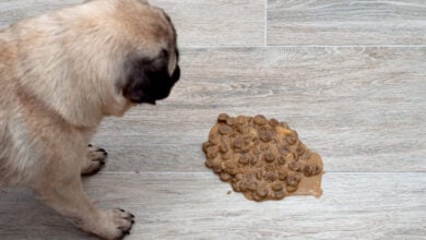 Pug standing over regurgitated food on the floor in the living room.