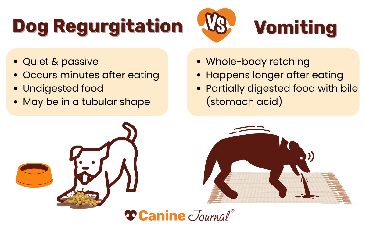 Dog regurgitation vs vomiting infographic.