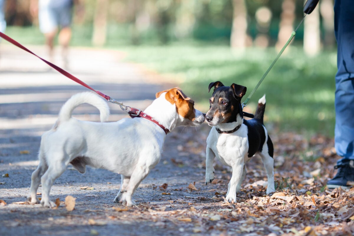 Two jack russel terriers on leashes meeting and sniffing each other in park. Walking with dog, dog behavior concept.