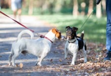 Two jack russel terriers on leashes meeting and sniffing each other in park. Walking with dog, dog behavior concept.
