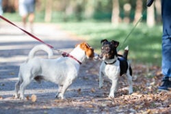 Two jack russel terriers on leashes meeting and sniffing each other in park. Walking with dog, dog behavior concept.