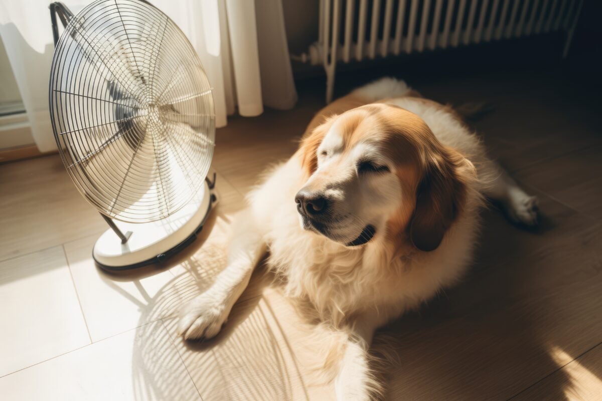Domestic dog seeks relief in front of fan from hot summer heat.
