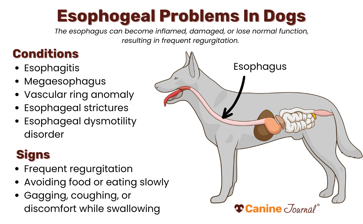 Esophageal problems in dogs infographic.