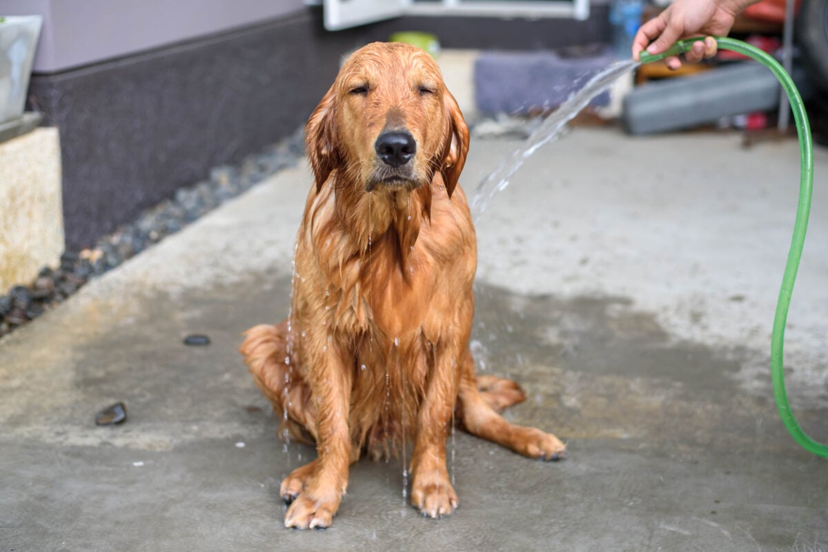 Sad Golden Retriever being hosed down with water outside on cement.