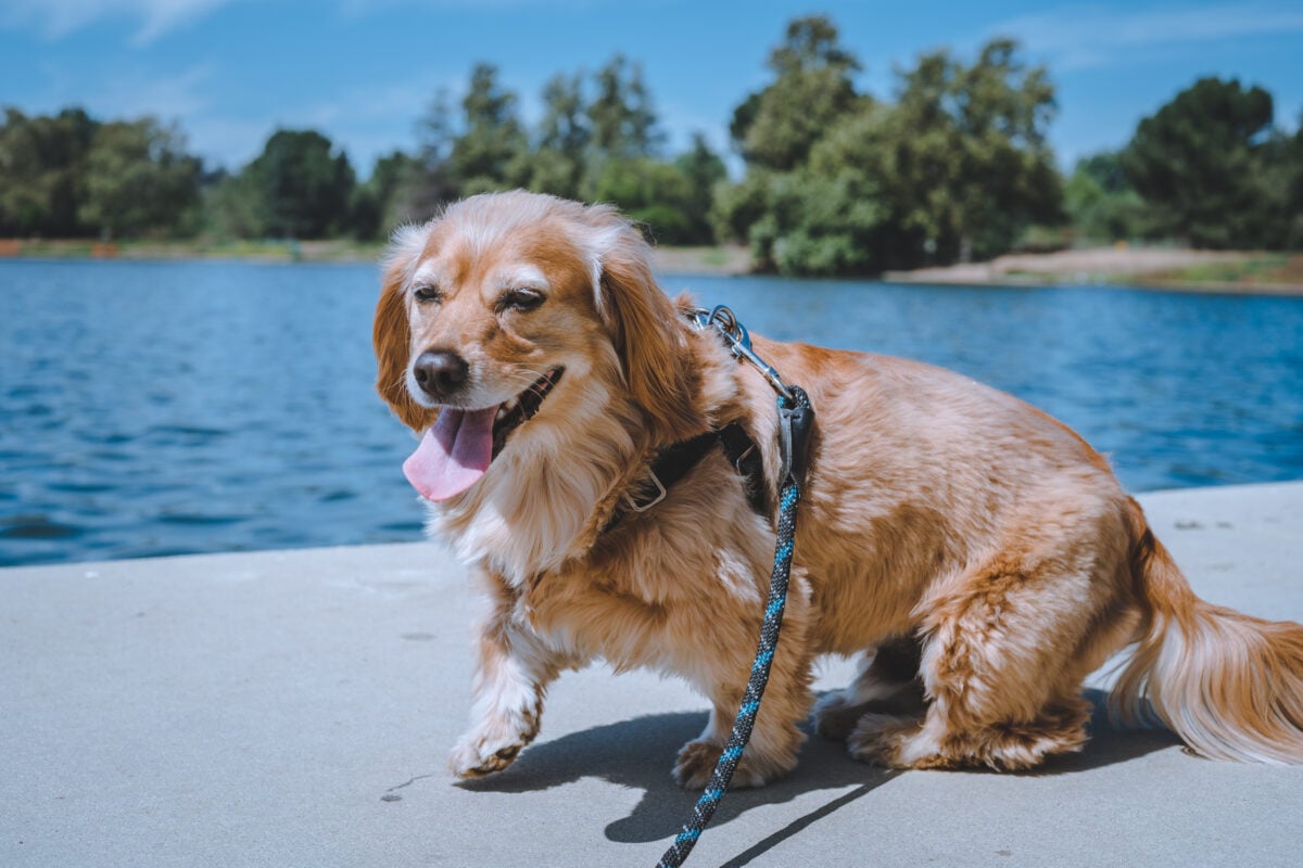 Happy Golden Dachshund mix dog at the lake.