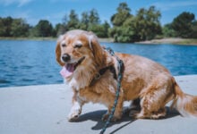 Happy Golden Dachshund mix dog at the lake.