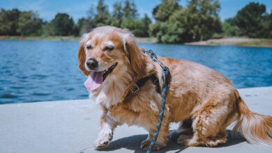 Happy Golden Dachshund mix dog at the lake.