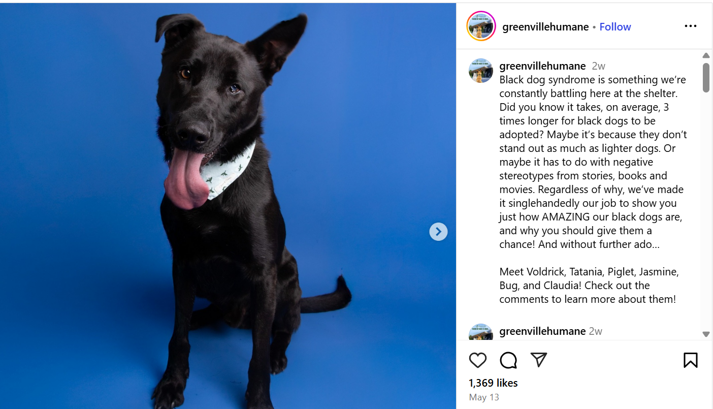 instagram black dog syndrome