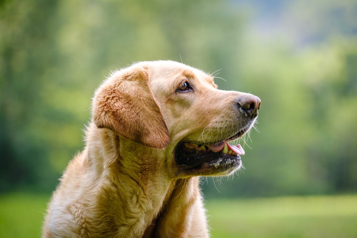 Labrador Golden retriever mixed dog.