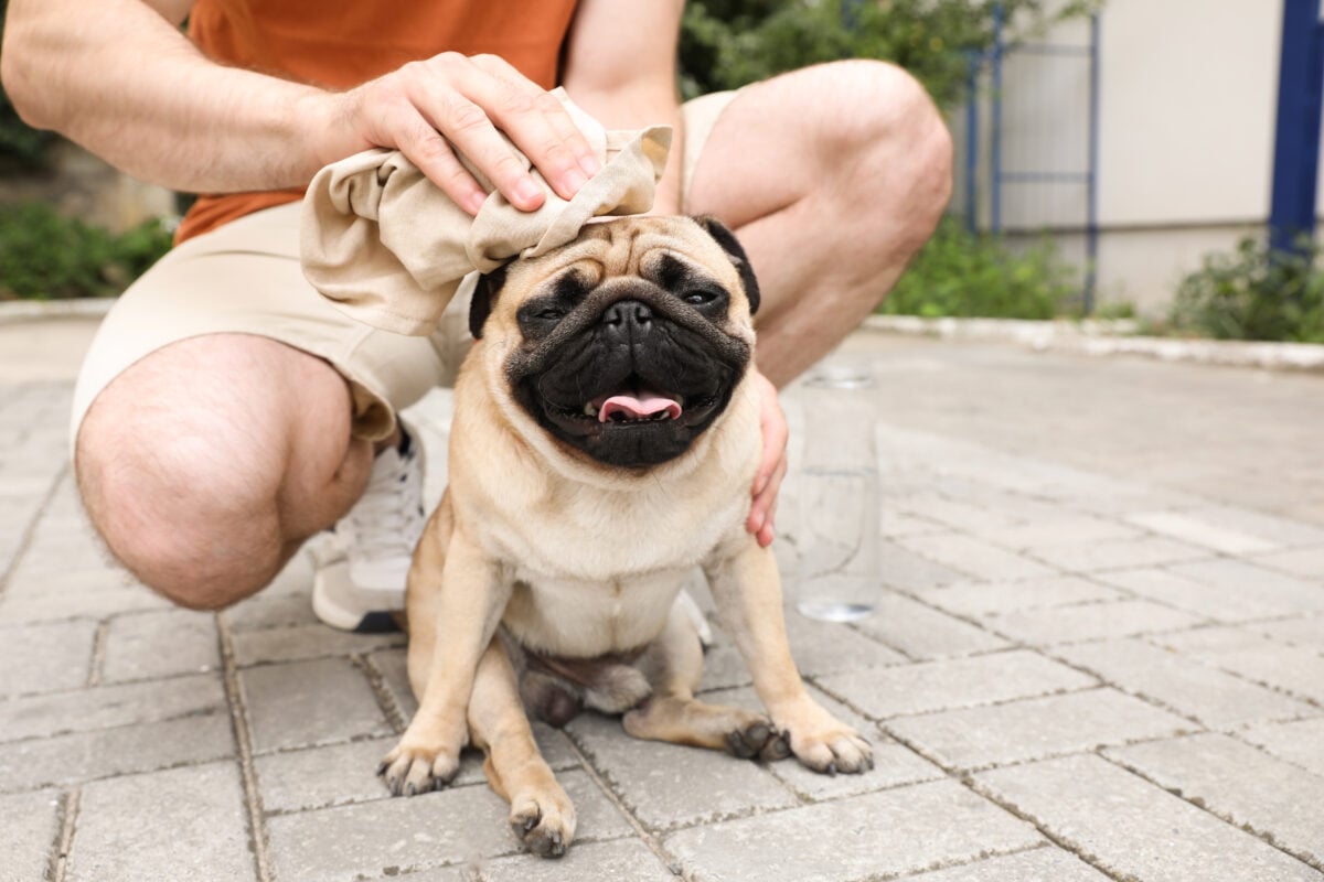 Owner helping his pug dog on street in hot day, closeup. 