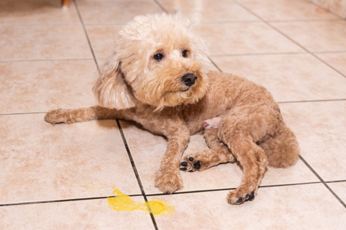 Toy Poodle vomits yellow substance suspected to be bile.