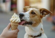 Small dog being fed ice cream in cone.