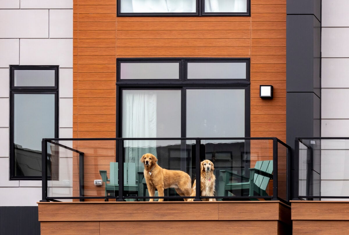 Two older dogs on the balcony of a modern apartment building looking around.