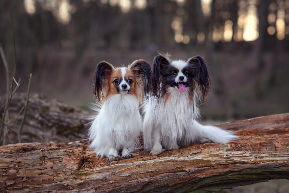 Two papillon dogs sit on a log in spring autumn at sunset.
