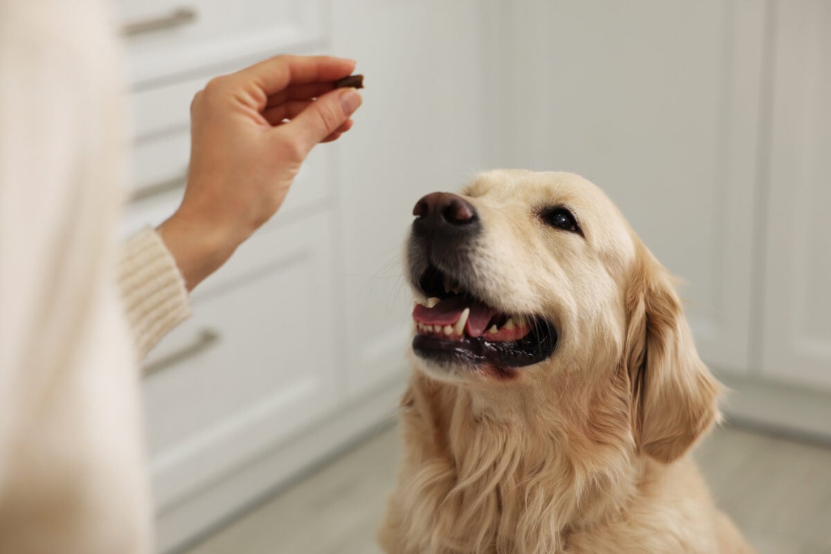 Woman giving pill to cute dog at home, closeup.