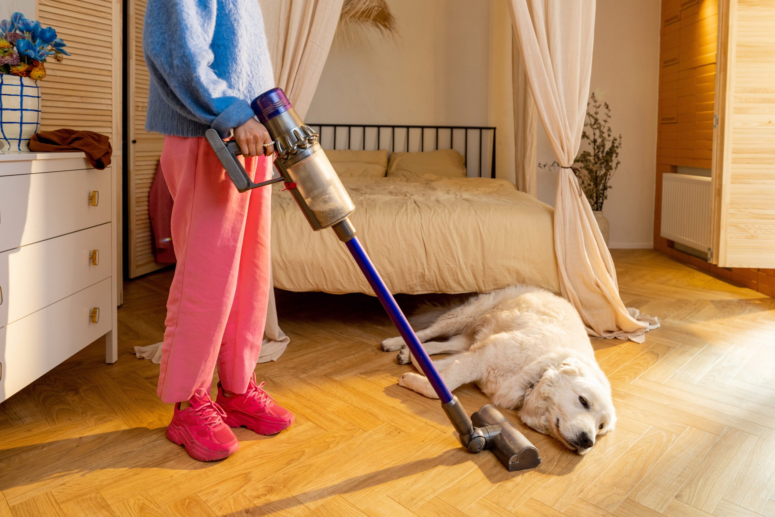 Woman vacuuming floor with cordless vacuum cleaner in bedroom at home, dog sleeping nearby. Cleaning from dogs fur concept