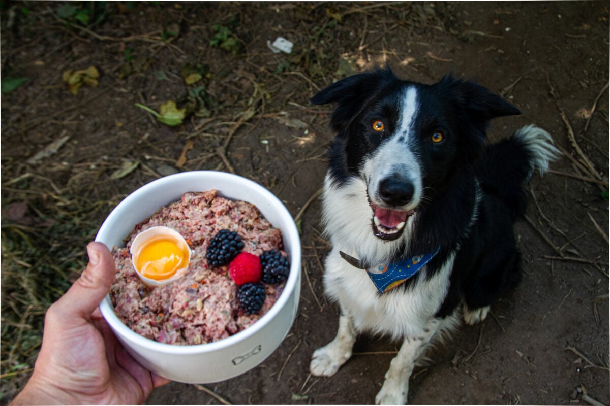 Young border collie dog sitting and waiting for BARF food bowl.