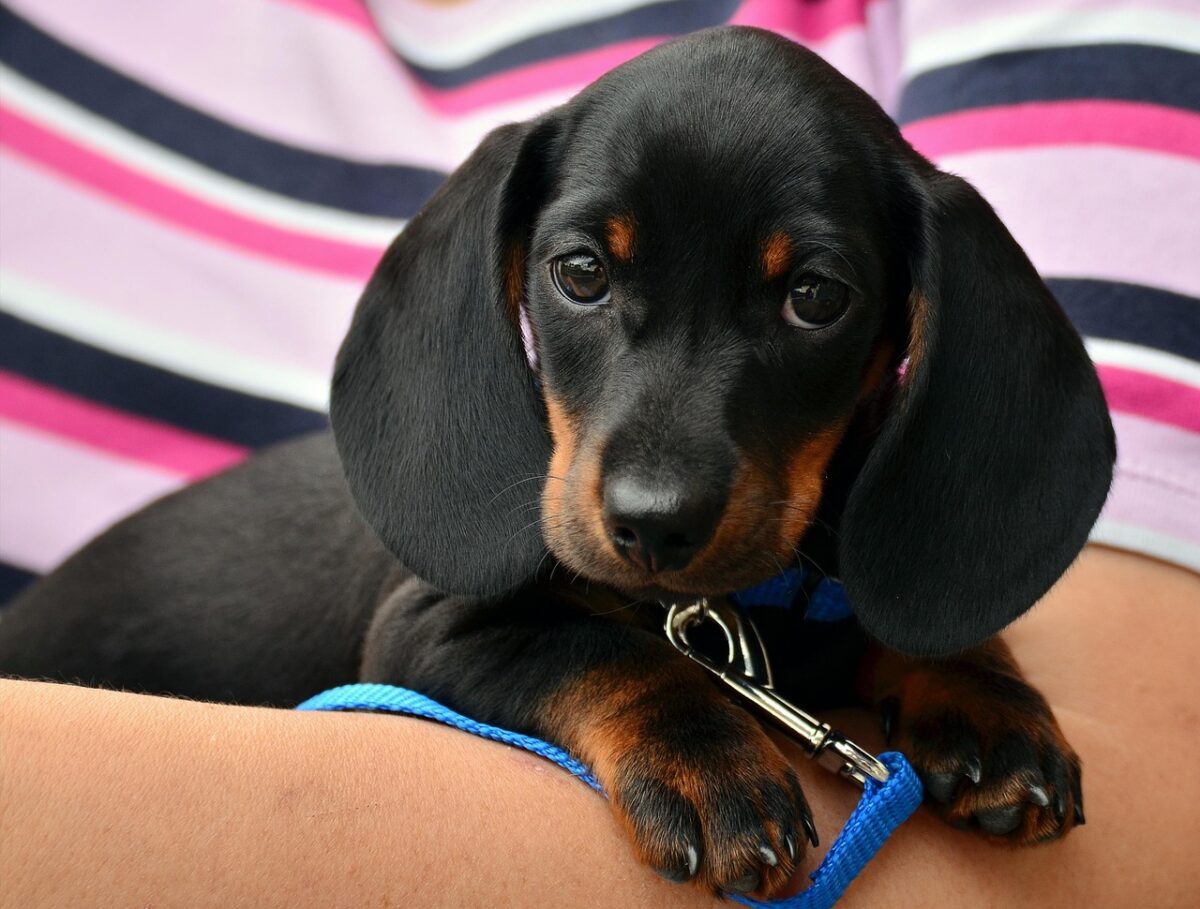 Dachshund puppy leaning on its human's arm. 