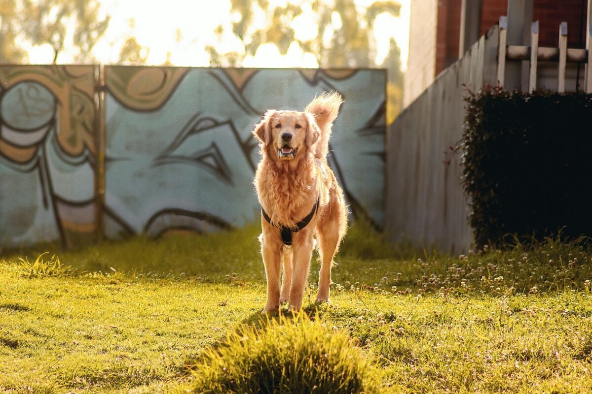 Fully grown Golden Retriever standing outside on lawn while wearing harness.