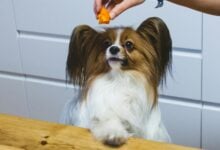 Person dangling apricot piece over dog's head.