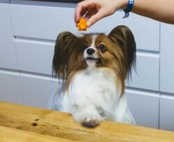 Person dangling apricot piece over dog's head.