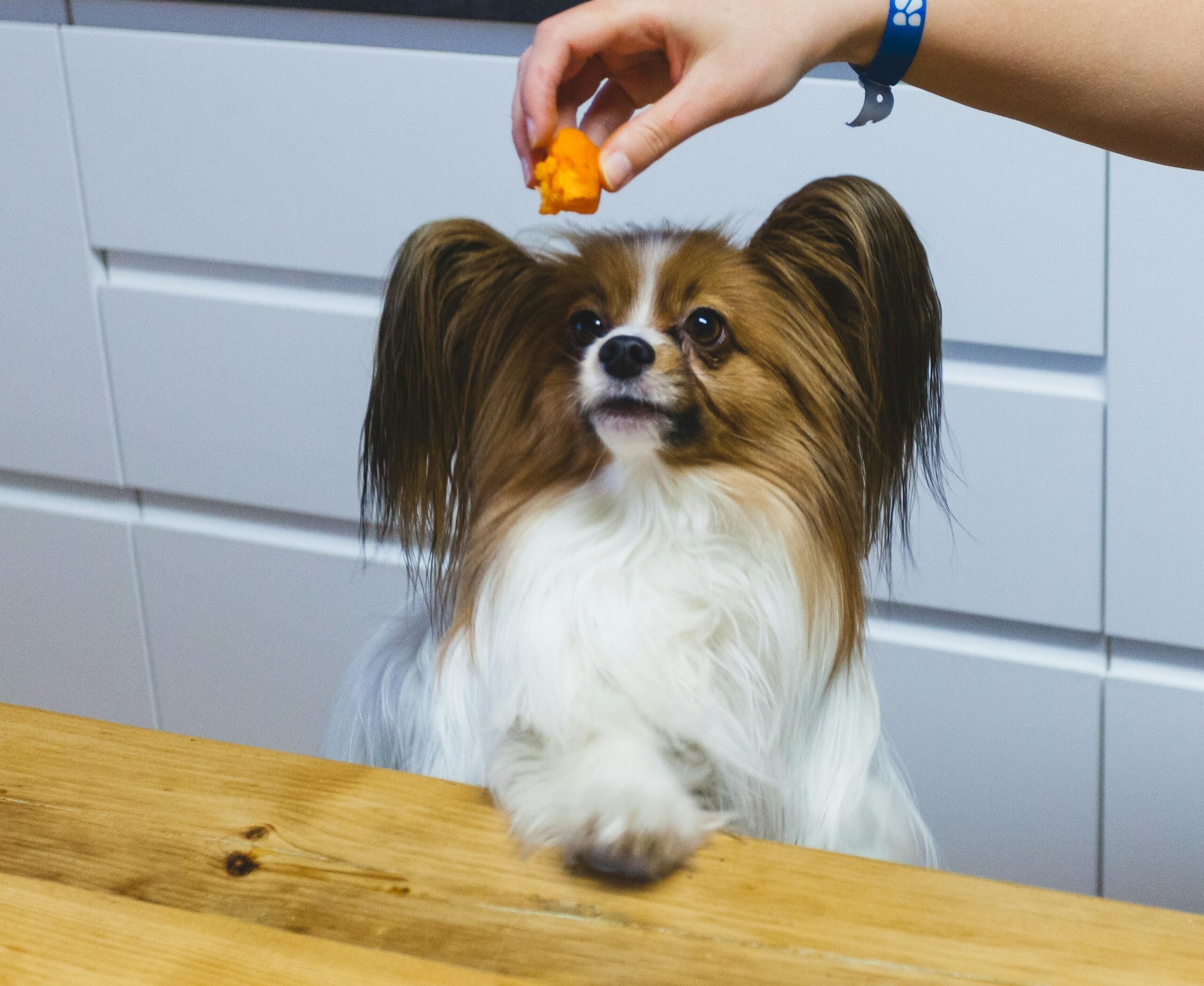 Person dangling apricot piece over dog's head.