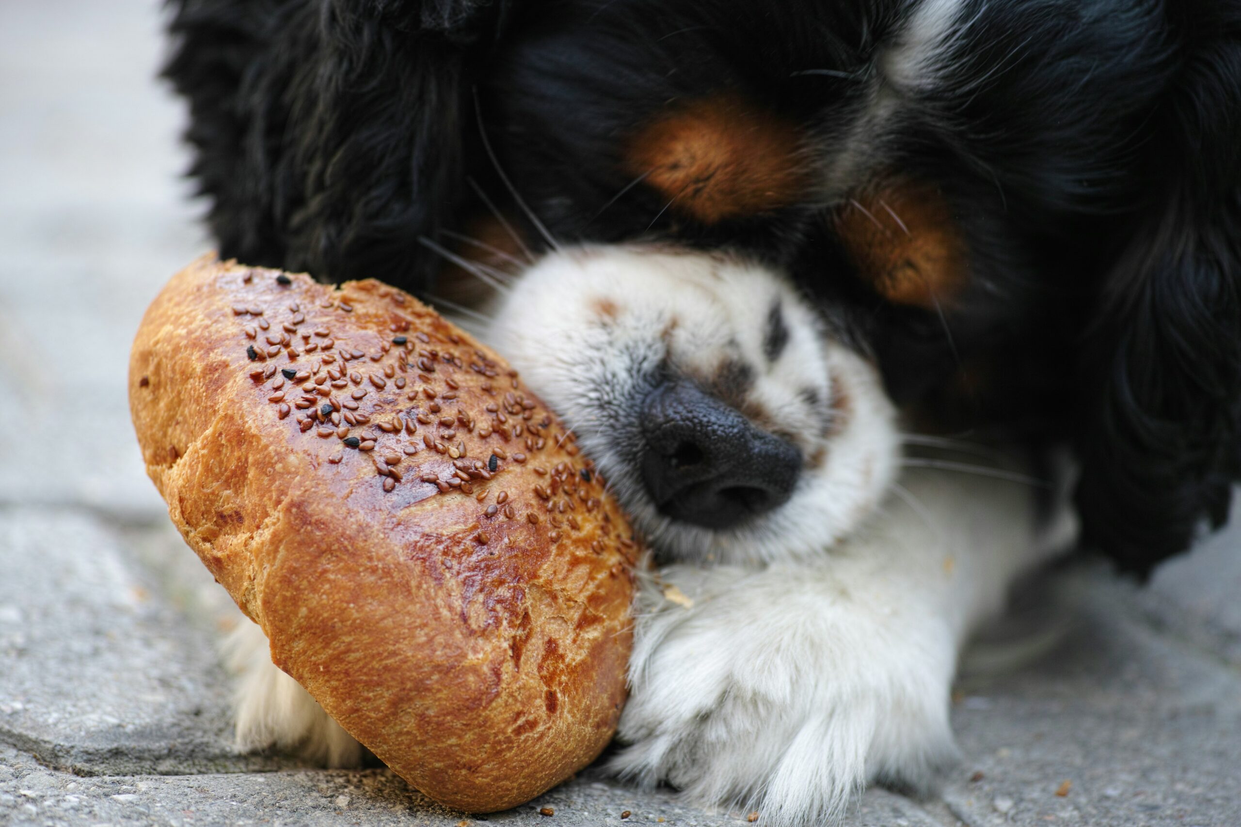 Dog eating bread.