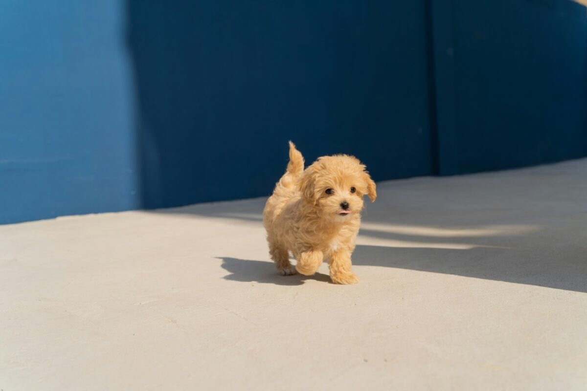 Mini Goldendoodle puppy walking.