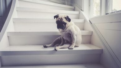 Sad looking Pug dog at the bottom of stairs.