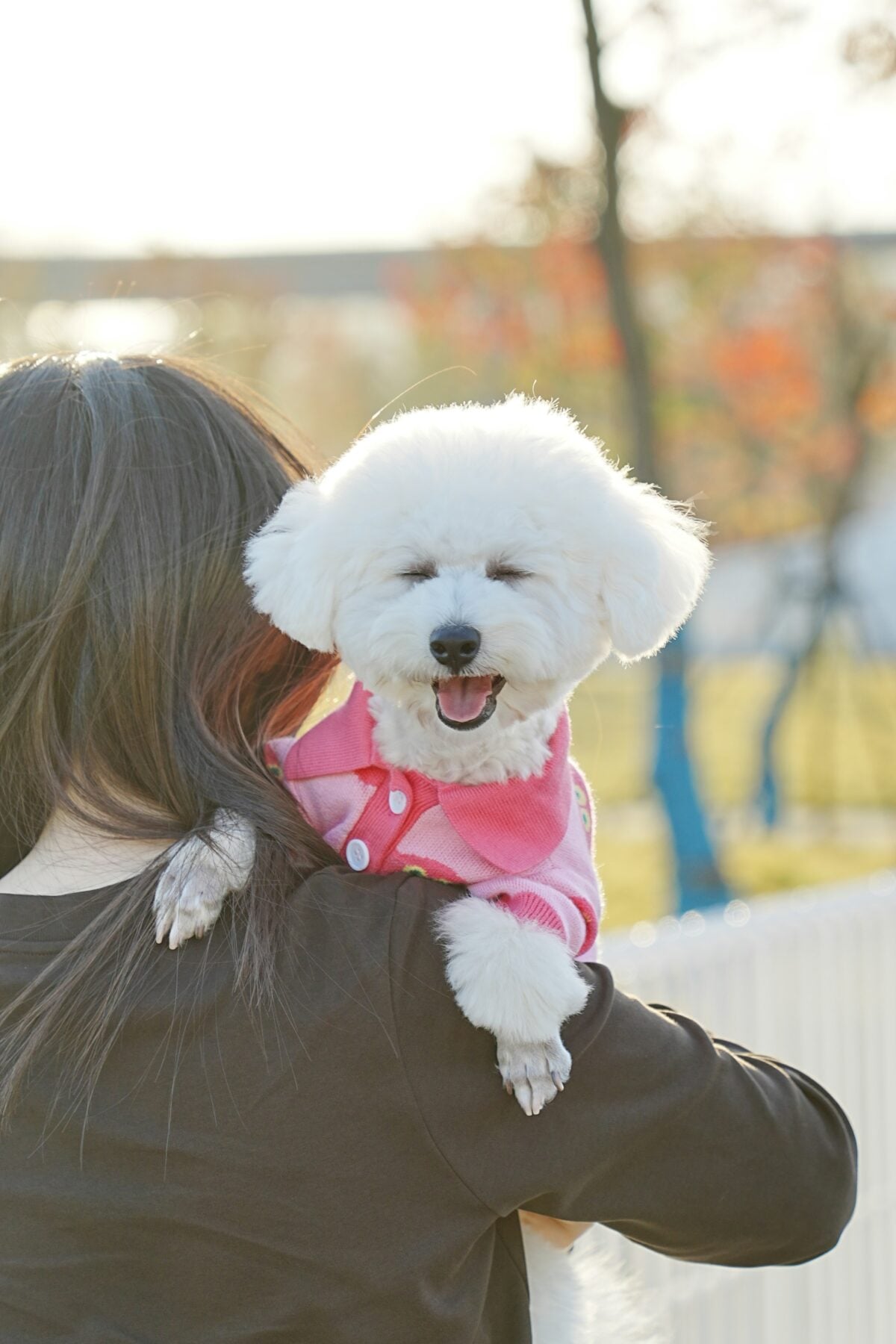 Biccon Frise on a woman's shoulder