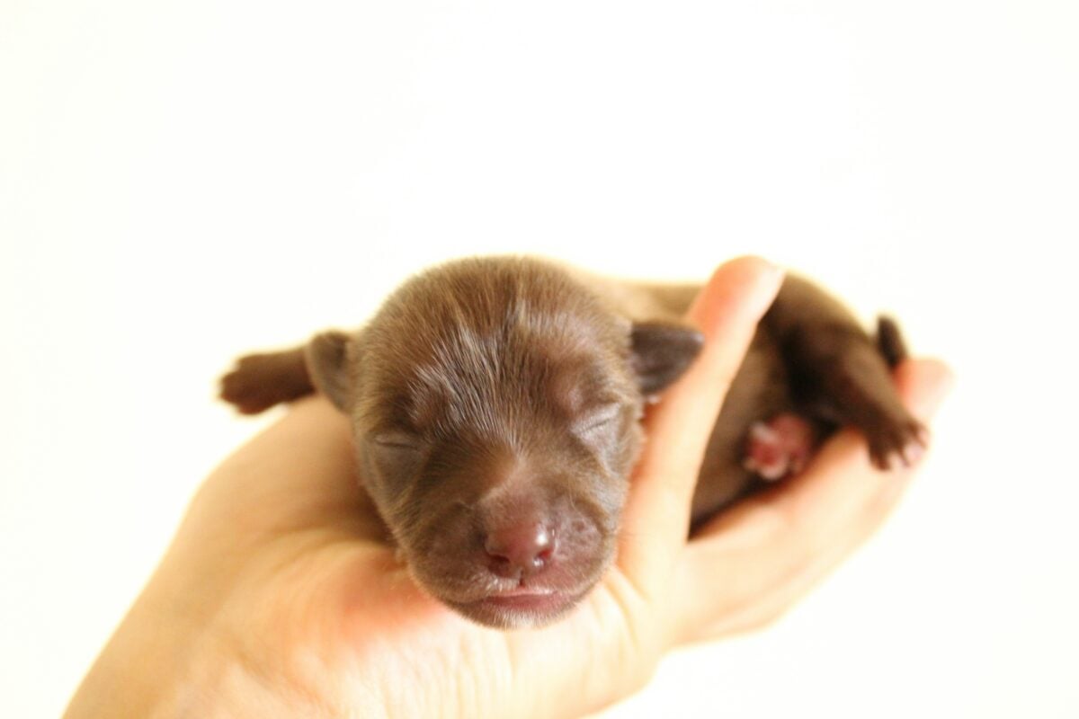Brown, short coated newborn puppy on person's hand.