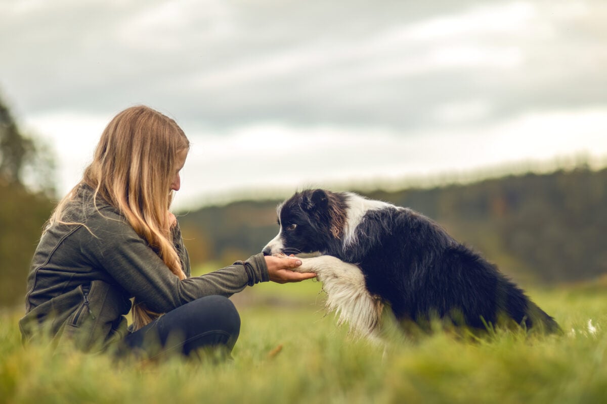 A young woman and her Border Collie interacting together in a field.