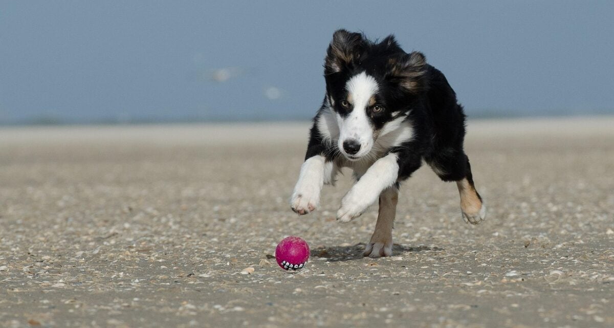 A Border Collie chasing a pink ball on a beach.