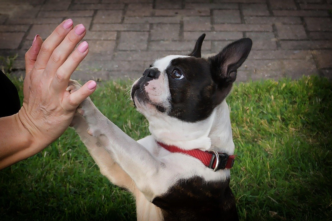 Boston Terrier giving a person high five with its paws.