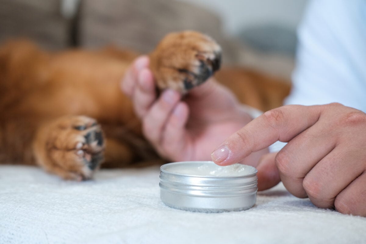 A close-up of a man hands applying cream to the paw of his Golden Retriever.