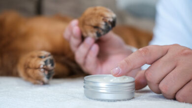 A close-up of a man hands applying cream to the paw of his Golden Retriever.