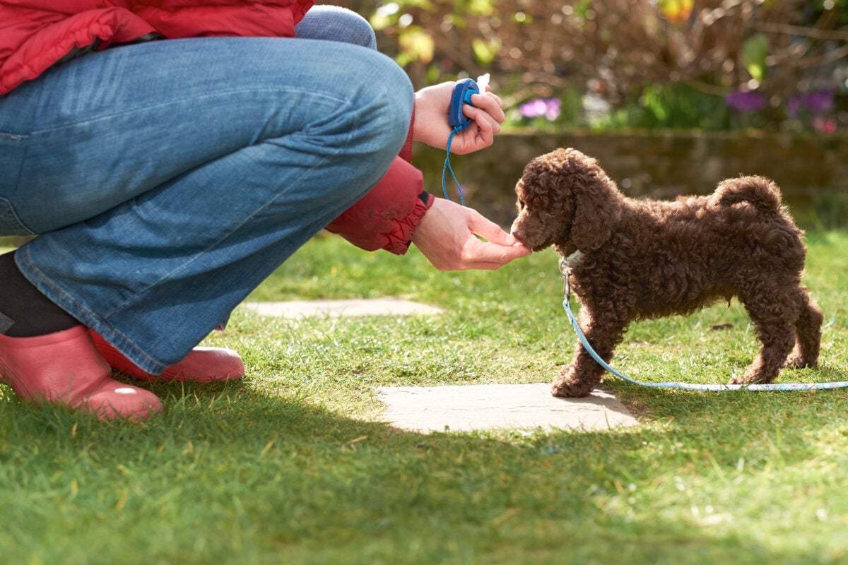 Woman clicker training a Miniature Poodle puppy.