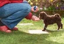 Woman clicker training a Miniature Poodle puppy.