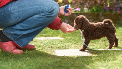 Woman clicker training a Miniature Poodle puppy.