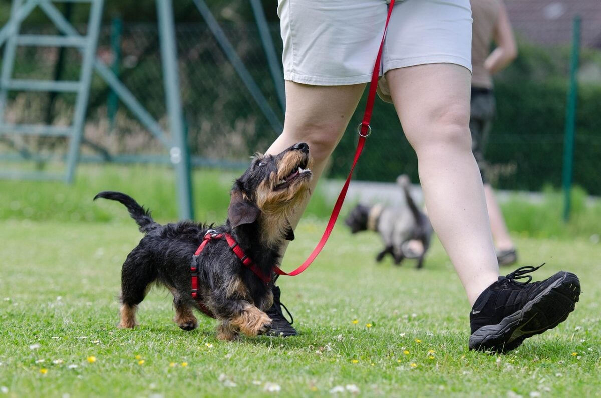 Wire-haired Dachshund in training class.