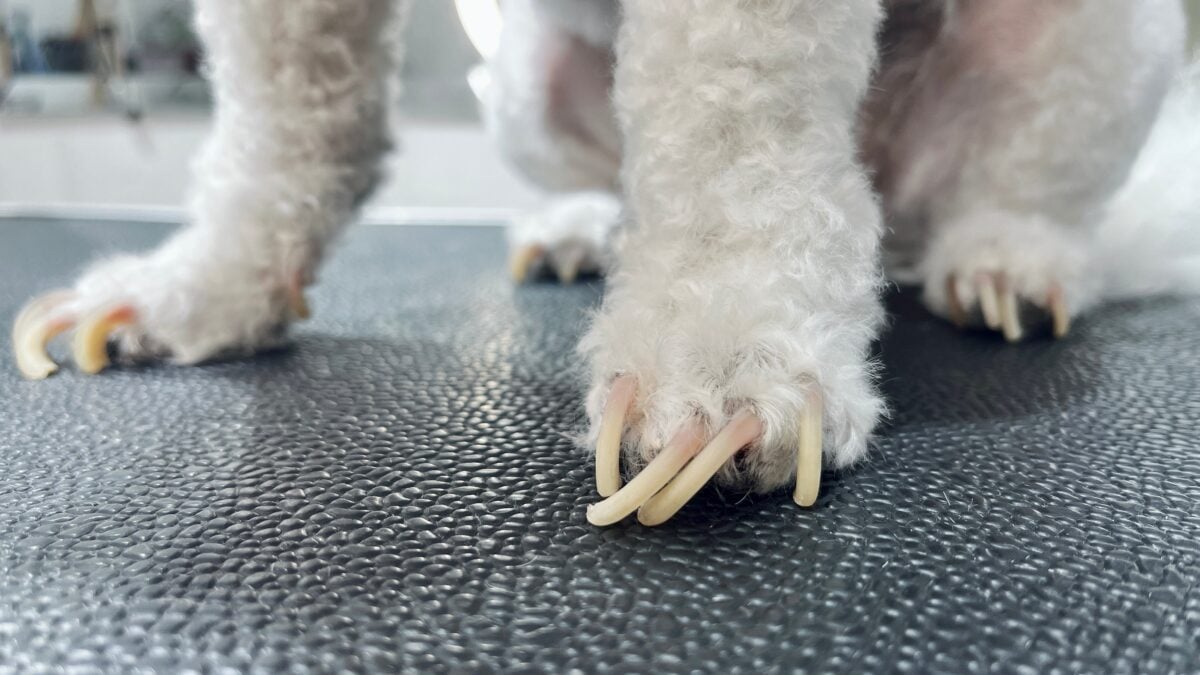 Detailed view of a dog’s paws with unclipped, curved nails.