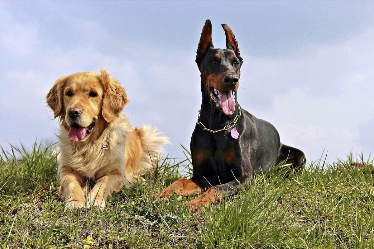 A Doberman and Golden Retriver sitting next to each other in the grass on a hill.