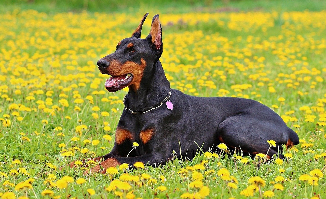 Doberman sitting in a field of yellow flowers.