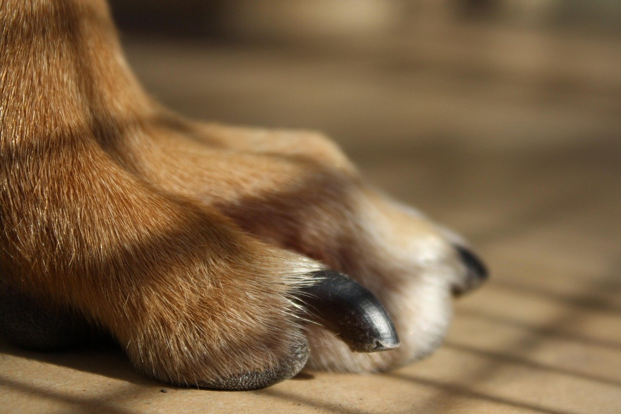 Close-up of dog's paw with short nails.