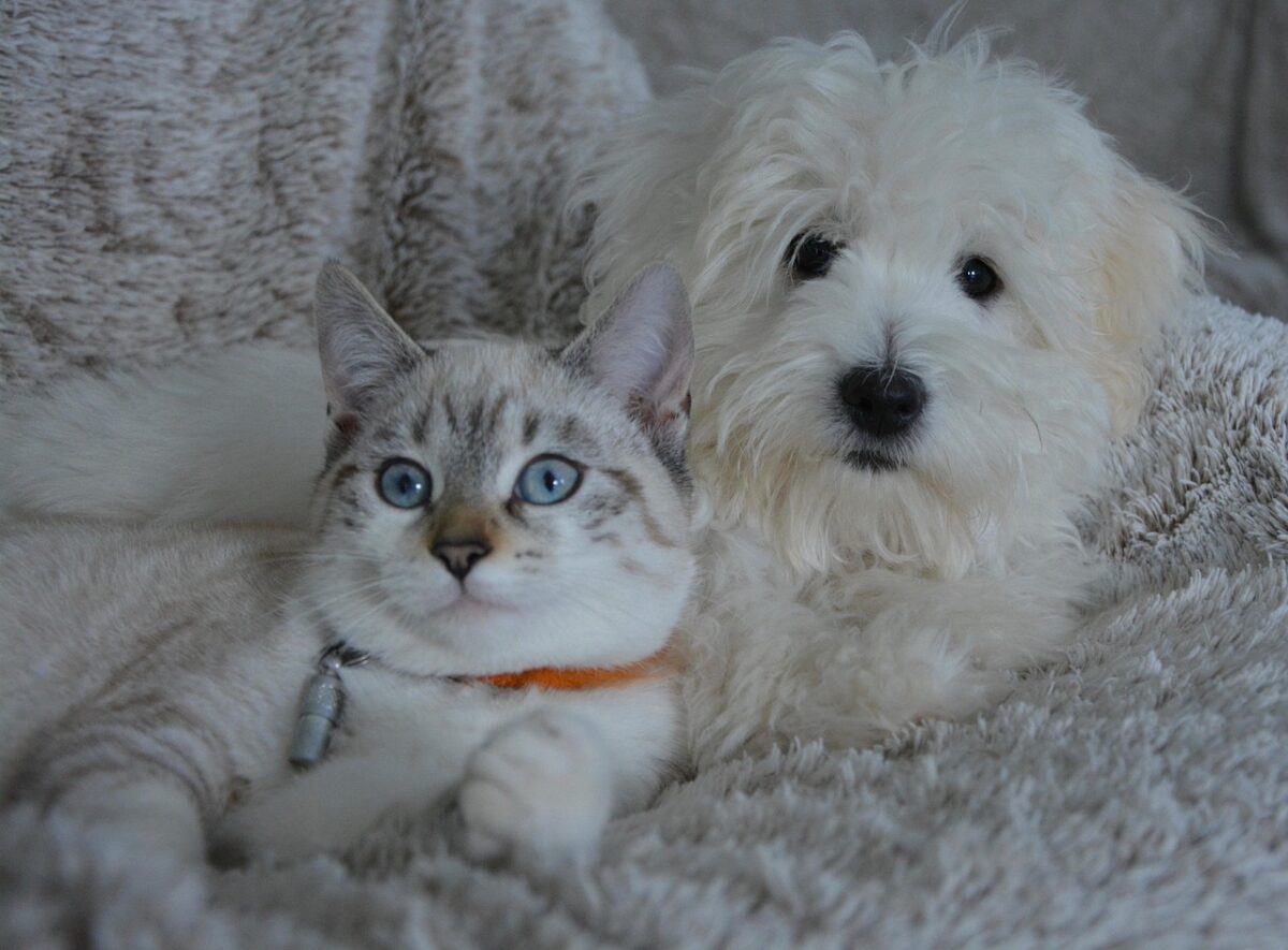 White dog and striped cat on bed. 