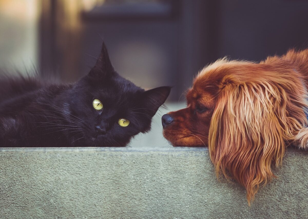 Dog and cat looking at each other face to face. 
