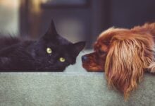 A brown dog lying on the back of a couch looking at a black cat, close-up.