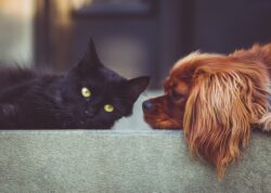 A brown dog lying on the back of a couch looking at a black cat, close-up.