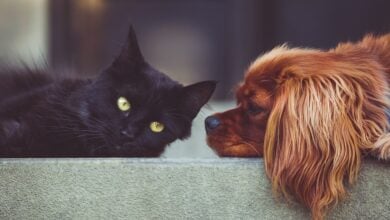 A brown dog lying on the back of a couch looking at a black cat, close-up.