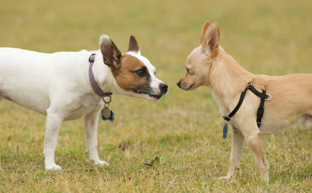 Two dogs interacting with each other with intent facial expressions.